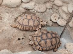 -南宫五洲植物乐园