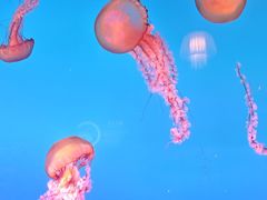 -太平洋海底世界