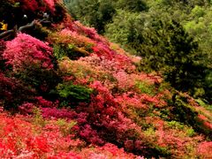 -木兰云雾山