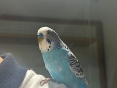 -吉丁鸟咖·异宠·寄养