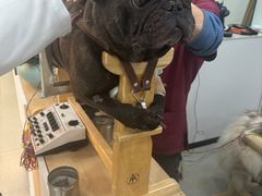 -西安京西宠物医院·瘫痪·疑难杂症