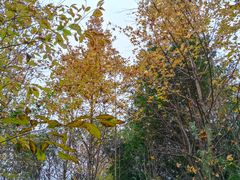 -铁山坪森林公园