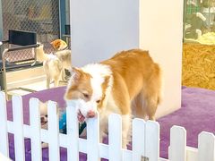 -怪兽屋·羊驼·猫咖·狗咖(俊华广场店)