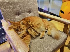 -藏猫猫咖啡主题馆(中央大道店)