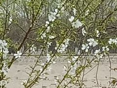 -桃花堤公园