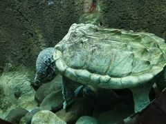 -太平洋海底世界