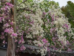 -深圳国际园林花卉博览园