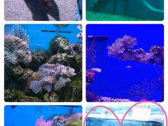 -大连老虎滩海洋公园