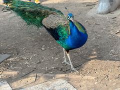 -北京麋鹿生态实验中心