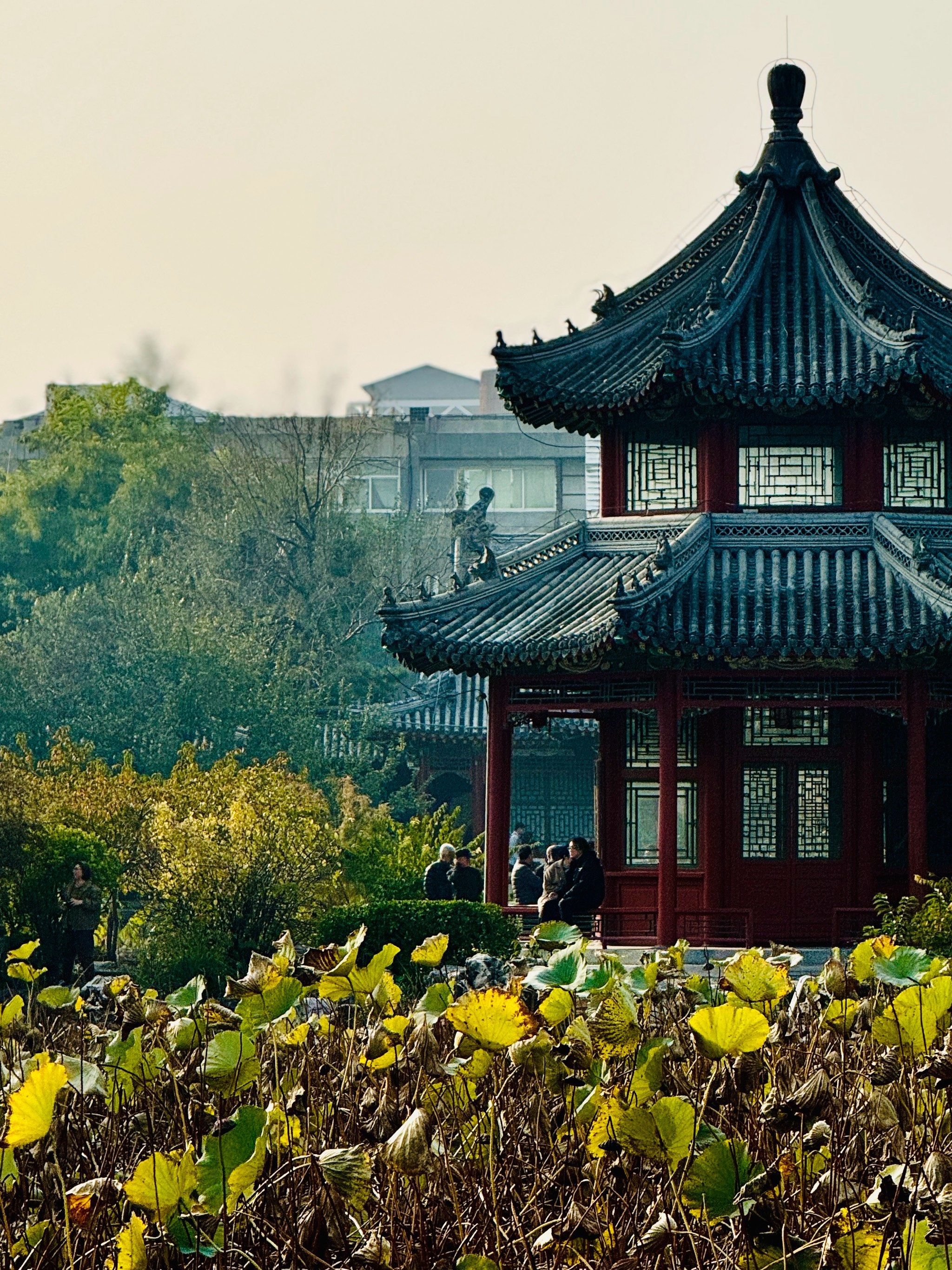 10月20日实拍‼️古莲花池秋意正浓
