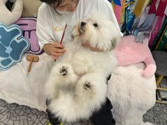 -momokira米努特·德文卷毛猫·棉花面纱犬