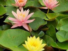 -莲花池公园