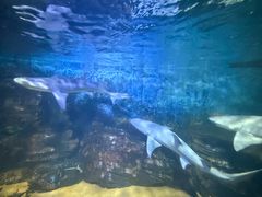 -烟台海昌鲸鲨海洋公园
