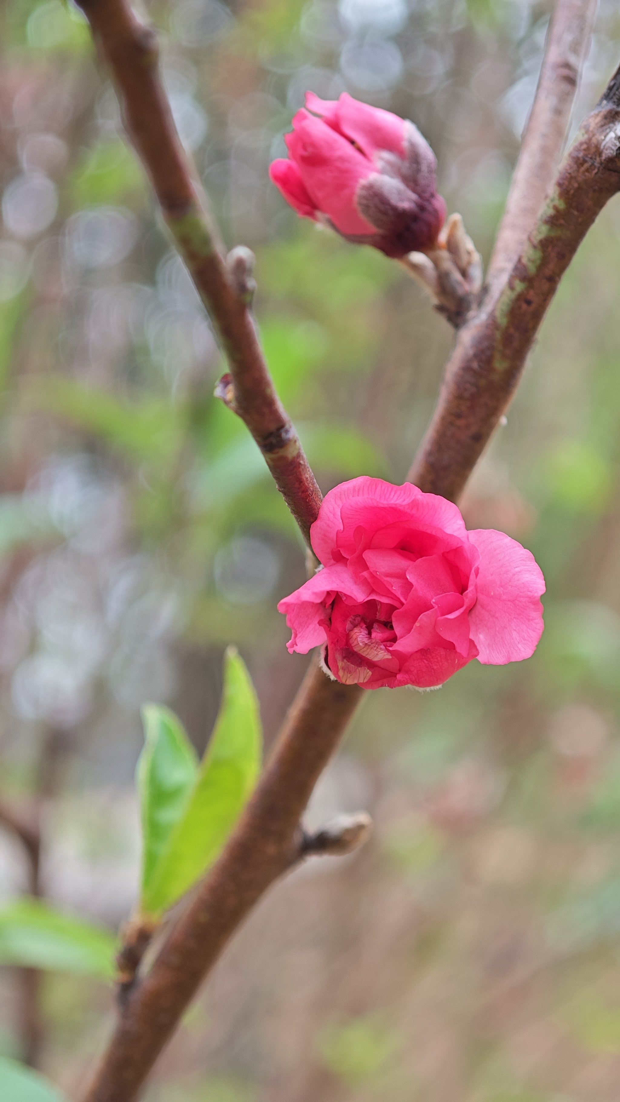 桃花凋谢图片伤感图片