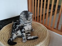 -Catmate·猫肥家润(金润铂宫店)