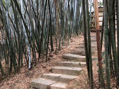 -深圳仙湖植物园