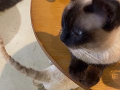 -藏猫猫咖啡主题馆(中央大道店)