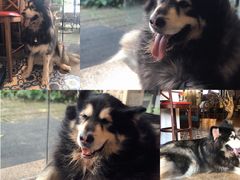 -more than meow吴止猫主题餐厅(承德 中船汇店)