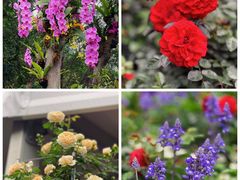-深圳市中科院仙湖植物园