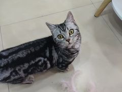 -喵宠乐园·撸猫互动·猫舍