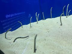 -上海海洋水族馆