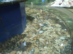 -山东八大碗山东老字号