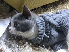 -宠颐生动物医院·心脏科·保险定点(锦阳分院)