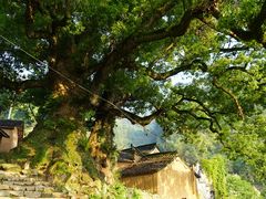 -杨家堂村
