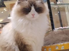 -藏猫猫咖啡主题馆(中央大道店)