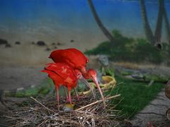 -广州长隆野生动物世界