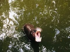 -清迈夜间动物园