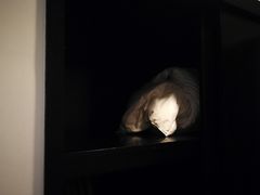 -上海豪德万源酒店(陆家嘴东方明珠店)