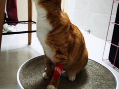 -瑞鹏宠物医院·骨科·猫科·内科(第一中心)