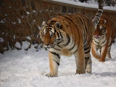 -大连森林动物园