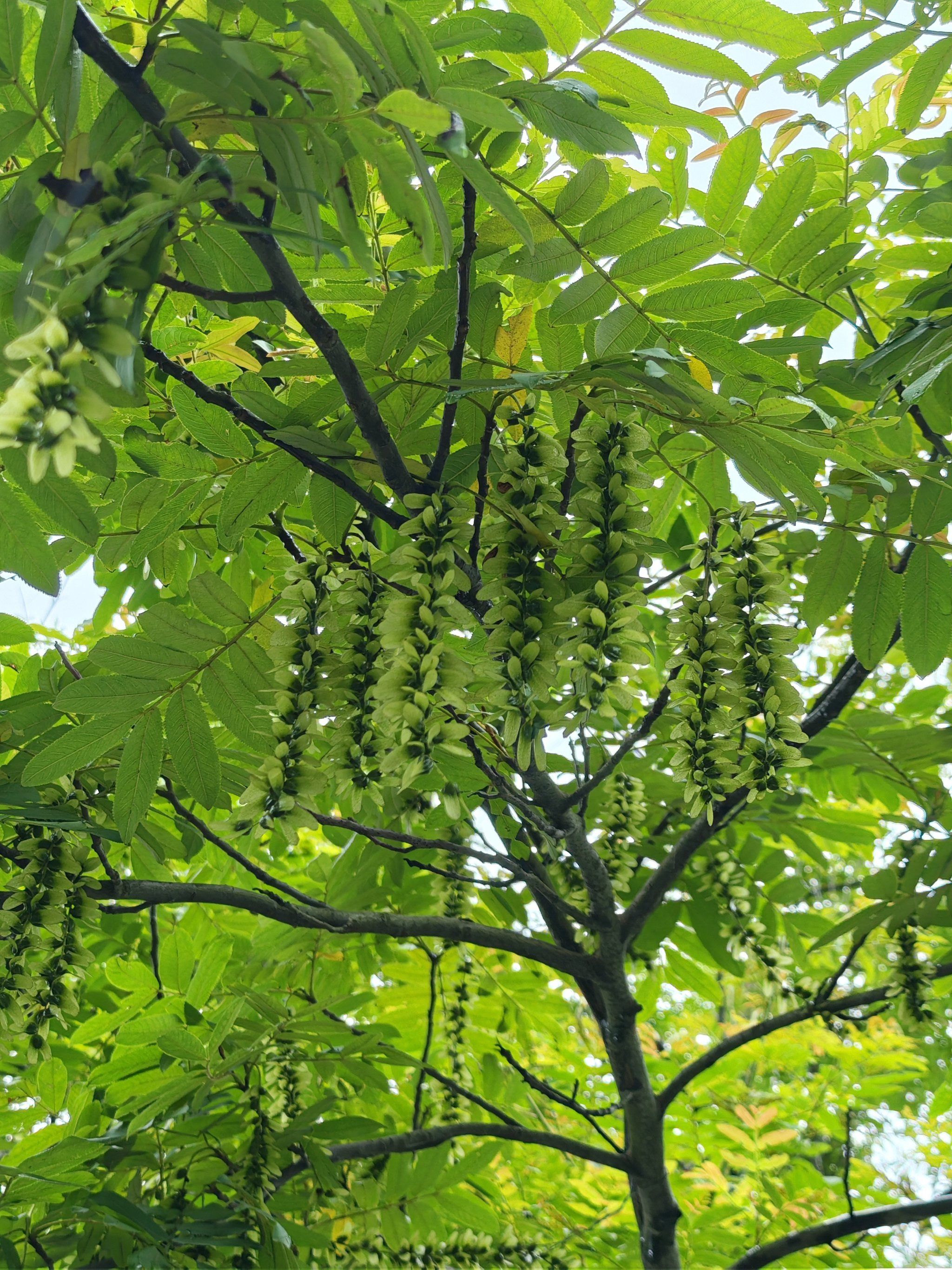 摇摆的绿色小元宝