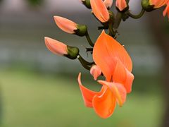 -中国科学院华南植物园