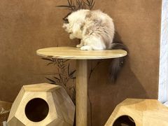 -楼上猫咖(罗湖店)