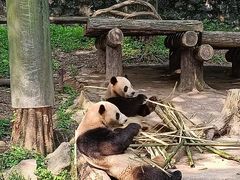 -都江堰中华大熊猫苑