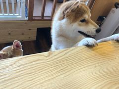 -豆柴町-柴犬主题狗咖(红鼎国际C座店)