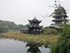 -桂湖森林公园