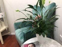 -禾美嘉医疗美容
