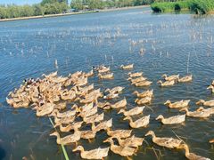 -野鸭湖国家湿地公园