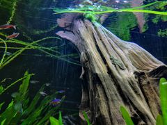 -上海海洋水族馆