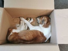 -彩虹桥宠物火化殡葬善终服务(金乐大厦店)