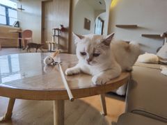 -猫腻·猫咖·撸猫馆(星光大道店)