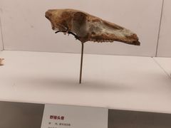 -北京大学赛克勒考古与艺术博物馆