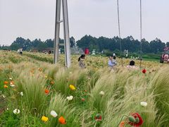 -空港花田景区