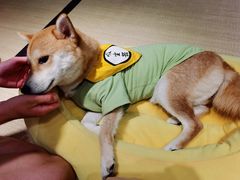 -逗柴咖啡屋·狗咖猫咖宠物桌游