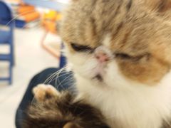 -平行世界·猫咖(首经贸店)