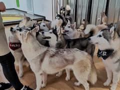 -Husky Go! 哈士奇体验馆·宠物咖啡厅狗咖